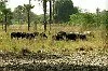 fotografie frank uijlenbroek©2003 frank uijlenbroek<br>040112 Bobo Dioulasso Burkino Fasso<br>Huttenrallyteam Dakar rally<br>Rustdag<br>Safari naar Cascade en nijlpaarden.<br>kudde koeien bijde Csacade
